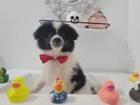 Oreo, a male Pomeranian for sale in Staten Island, NY – 9 of 10