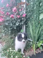 Oreo, a male Pomeranian for sale in Staten Island, NY – 7 of 10