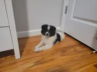 Oreo, a male Pomeranian for sale in Staten Island, NY – 4 of 10