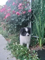 Oreo, a male Pomeranian for sale in Staten Island, NY – 8 of 10
