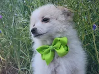 Arcanine , a male Pomeranian for sale in Staten Island, NY – 2 of 9