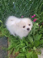 Arcanine , a male Pomeranian for sale in Staten Island, NY – 7 of 9