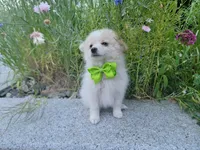 Arcanine , a male Pomeranian for sale in Staten Island, NY – 9 of 9