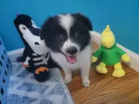 Oreo, a male Pomeranian for sale in Staten Island, NY – 5 of 10