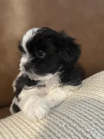 bonnie , a female Mal Shi for sale in Irving, TX – 5 of 8