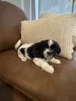 bonnie , a female Mal Shi for sale in Irving, TX – 6 of 8