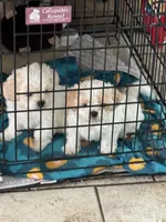bella , a female Mal Shi for sale in Irving, TX – 2 of 10