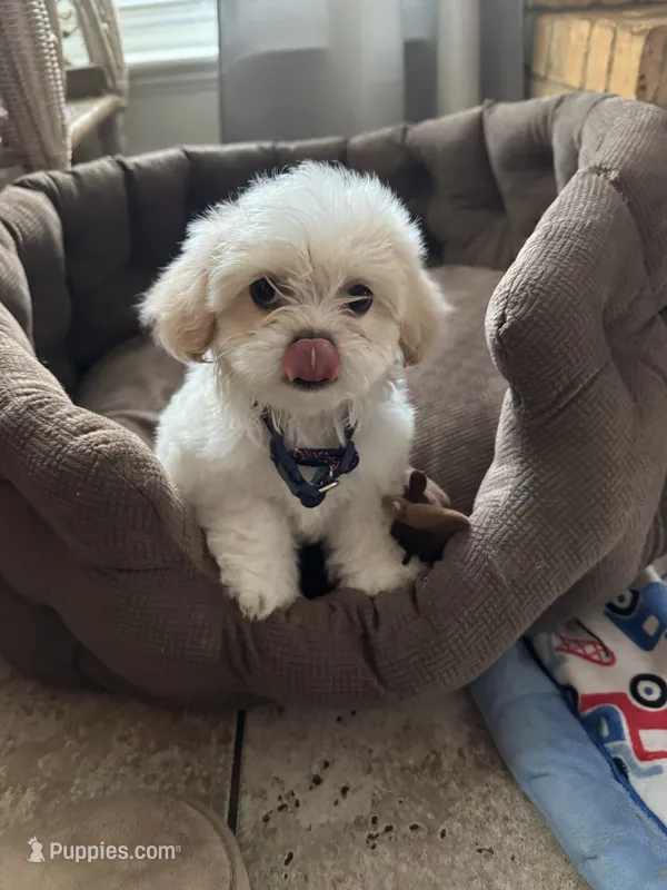 bella  – Mal Shi puppy for sale in Irving, TX