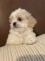 cocoboy, a male Mal Shi for sale in Irving, TX – 5 of 10