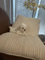bella , a female Mal Shi for sale in Irving, TX – 4 of 10
