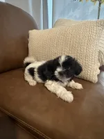 bonnie , a female Mal Shi for sale in Irving, TX – 2 of 8