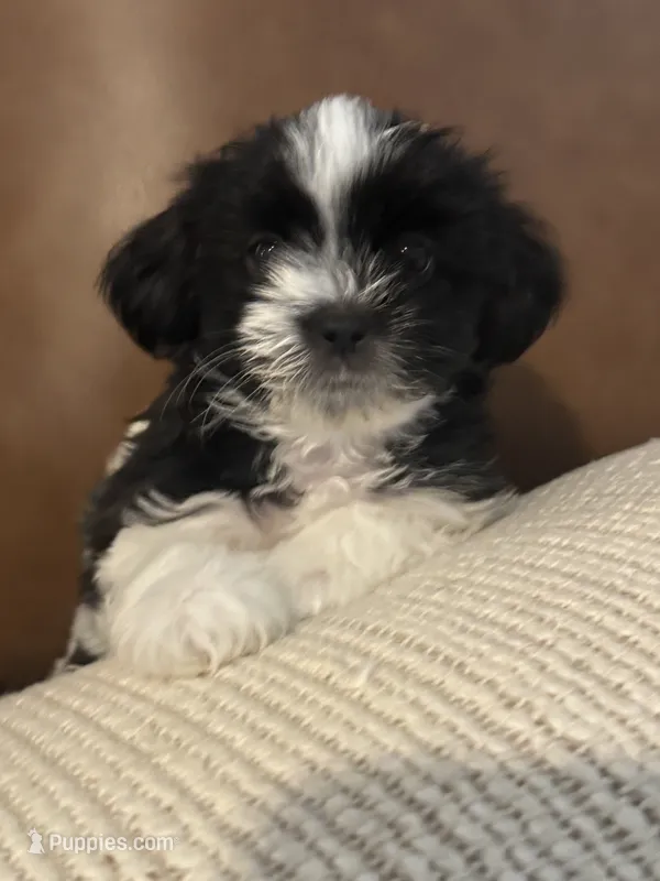 bonnie  – Mal Shi puppy for sale in Irving, TX