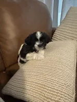 bonnie , a female Mal Shi for sale in Irving, TX – 7 of 8