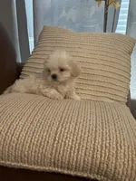 bella , a female Mal Shi for sale in Irving, TX – 9 of 10