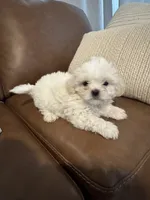 bella , a female Mal Shi for sale in Irving, TX – 6 of 10