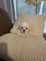 bella , a female Mal Shi for sale in Irving, TX – 7 of 10