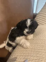 bonnie , a female Mal Shi for sale in Irving, TX – 8 of 8
