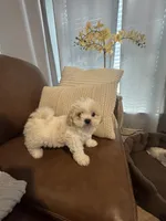 cocoboy, a male Mal Shi for sale in Irving, TX – 7 of 10