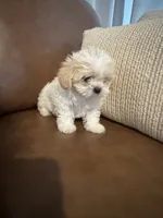 cocoboy, a male Mal Shi for sale in Irving, TX – 3 of 10