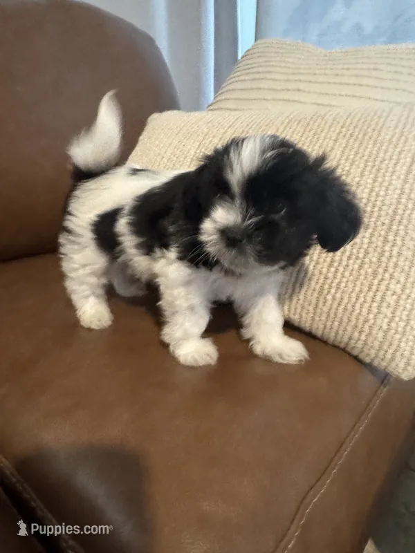 bonnie  – Mal Shi puppy for sale in Irving, TX