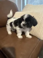 bonnie , a female Mal Shi for sale in Irving, TX – 3 of 8