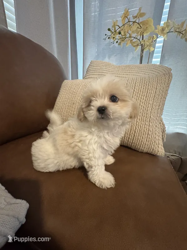 cocoboy – Mal Shi puppy for sale in Irving, TX