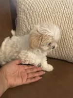 cocoboy, a male Mal Shi for sale in Irving, TX – 2 of 10