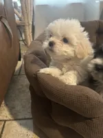 bella , a female Mal Shi for sale in Irving, TX – 5 of 10