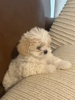 cocoboy, a male Mal Shi for sale in Irving, TX – 9 of 10