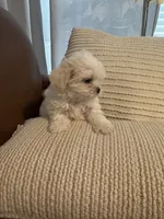 bella , a female Mal Shi for sale in Irving, TX – 8 of 10