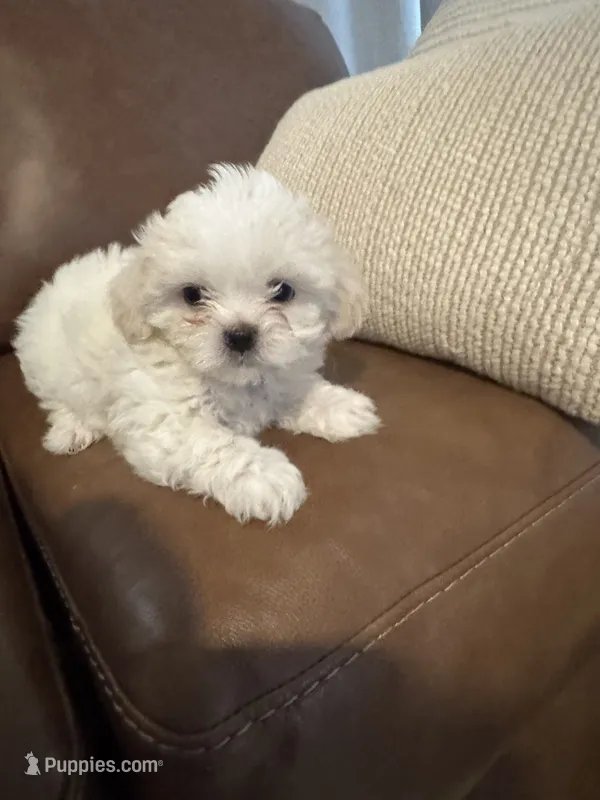 bella  – Mal Shi puppy for sale in Irving, TX