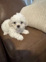 bella , a female Mal Shi for sale in Irving, TX – 1 of 10