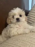 cocoboy, a male Mal Shi for sale in Irving, TX – 4 of 10