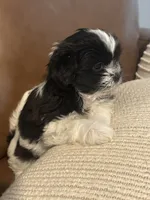 bonnie , a female Mal Shi for sale in Irving, TX – 4 of 8