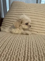 bella , a female Mal Shi for sale in Irving, TX – 3 of 10
