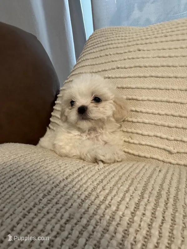 cocoboy – Mal Shi puppy on hold in Irving, TX