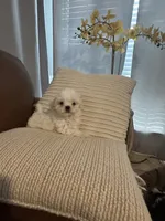 bella , a female Mal Shi for sale in Irving, TX – 10 of 10