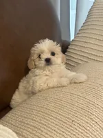 cocoboy, a male Mal Shi for sale in Irving, TX – 6 of 10