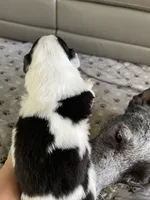 Puppy girl, a female Australian Cattle Dog and Pembroke Welsh Corgi for sale in Palmdale, CA – 8 of 10
