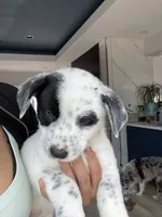  Last 2 Cowboy corgi male, a male Australian Cattle Dog and Pembroke Welsh Corgi for sale in Palmdale, CA – 9 of 9