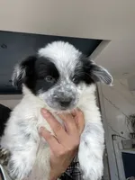  Last 2 Cowboy corgi male, a male Australian Cattle Dog and Pembroke Welsh Corgi for sale in Palmdale, CA – 8 of 9