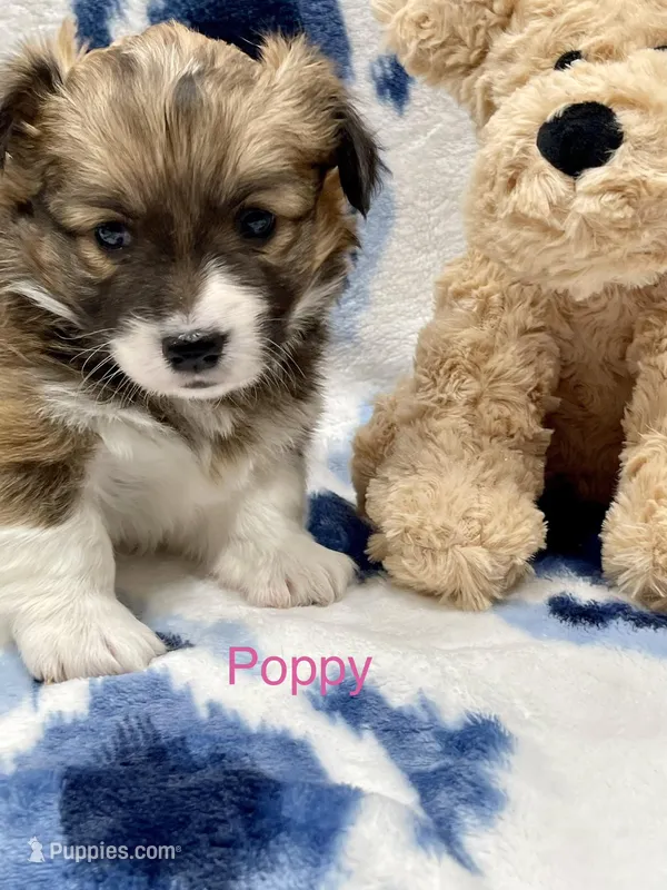 Poppy – Cardigan Welsh Corgi, Pembroke Welsh Corgi puppy for sale in Palmdale, CA