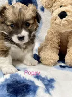 Poppy, a female Cardigan Welsh Corgi and Pembroke Welsh Corgi for sale in Palmdale, CA – Photo 1 of 5