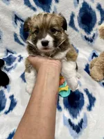 Poppy, a female Cardigan Welsh Corgi and Pembroke Welsh Corgi for sale in Palmdale, CA – Photo 5 of 5