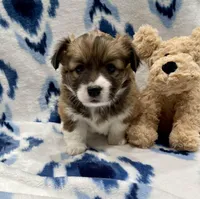 Poppy, a female Cardigan Welsh Corgi and Pembroke Welsh Corgi for sale in Palmdale, CA – Photo 2 of 5