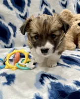 Poppy, a female Cardigan Welsh Corgi and Pembroke Welsh Corgi for sale in Palmdale, CA – Photo 3 of 5