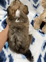 Poppy, a female Cardigan Welsh Corgi and Pembroke Welsh Corgi for sale in Palmdale, CA – Photo 4 of 5