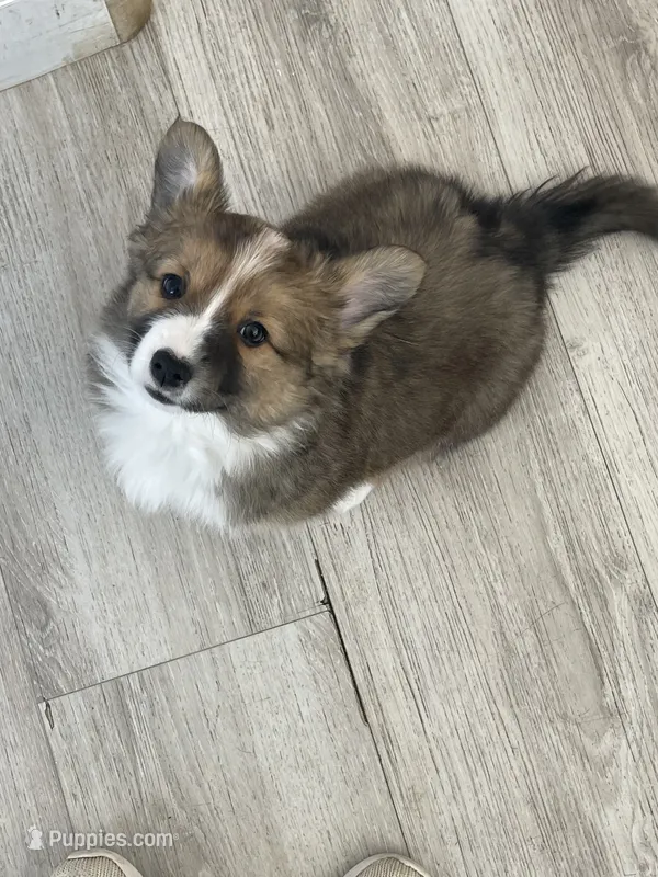 Poppy – Cardigan Welsh Corgi, Pembroke Welsh Corgi puppy for sale in Palmdale, CA