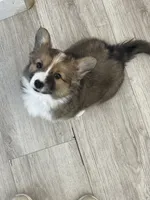 Poppy, a female Cardigan Welsh Corgi and Pembroke Welsh Corgi for sale in Palmdale, CA – 1 of 6