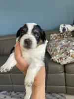 Puppy girl, a female Australian Cattle Dog and Pembroke Welsh Corgi for sale in Palmdale, CA – 7 of 10